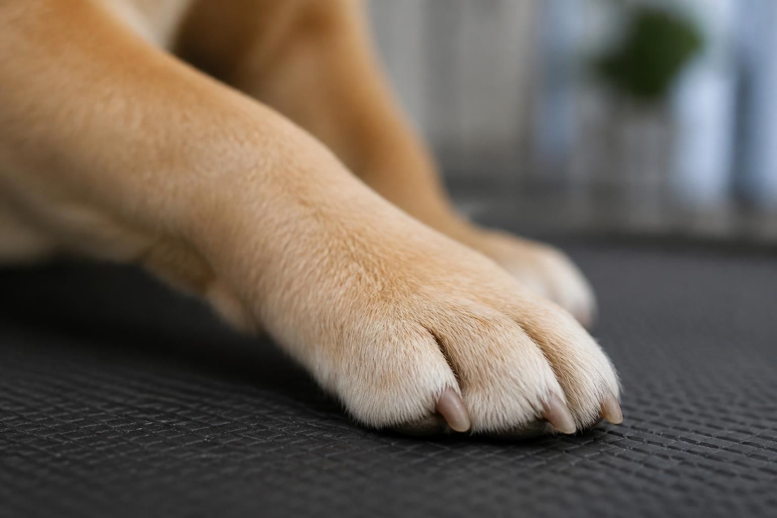 Pet paw with neatly trimmed nails in a clean salon